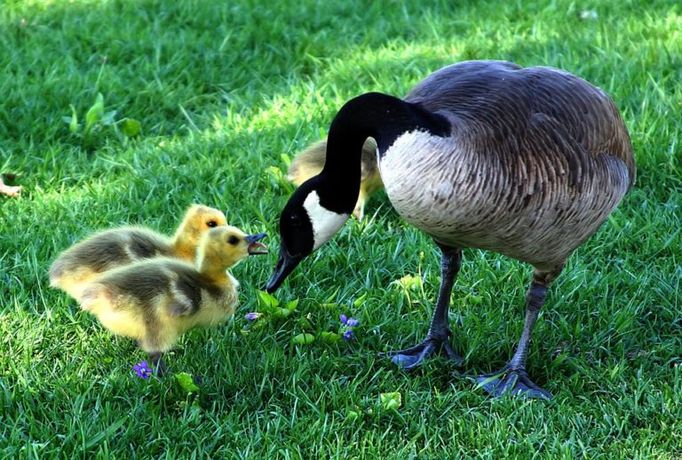 Geese Removal & Animal Control Services - Columbus, OH ...
