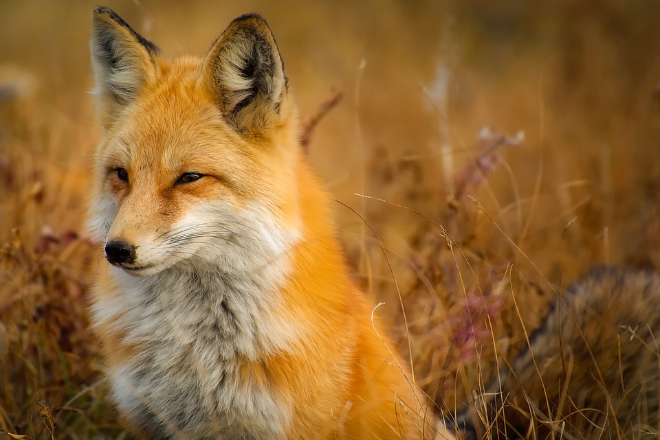 Can you adopt a fox in Ohio? Yes, but here's why you shouldn't