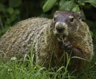 Groundhog Removal & Wildlife Control in Central Ohio: A groundhog feeds in a homeowner's yard.