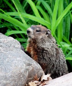 A ground hog perched near a large rock