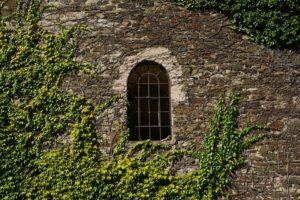 A stone wall with a semi-oval window covered with ivy
