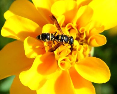 Yellowjacket Removal & Pest Control Services - Columbus, OH: A yellow jacket on a flower in a Columbus, OH yard.