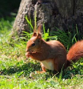 A red squirrel eats near a large tree