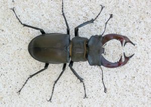 Giant Stag Beetle photo