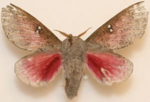 Photo of a honey locust moth on a white background