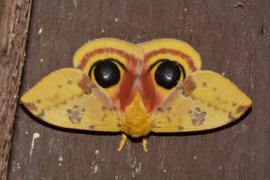 Photo of a Io Moth on wood
