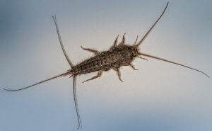 Silverfish from above