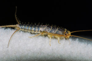 Closeup of a silverfish