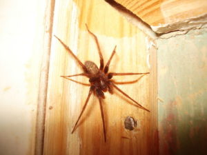 Glass Spider on a wooden wall