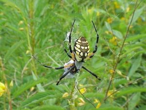 Black and Yellow Garden Spider in the grass