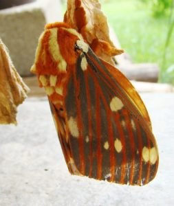 Photo of a Regal Moth up-side down