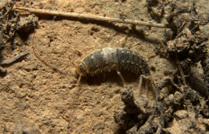 Silverfish crawling on the ground outside