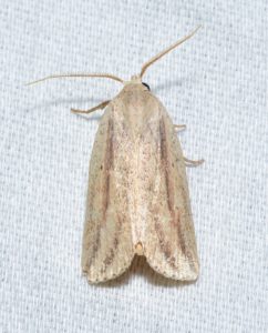 Photo of a feeble grass moth on a white background