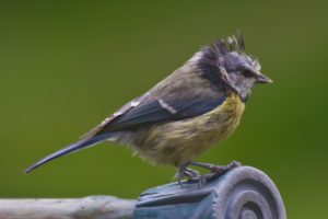 Bird afflicted with bird mites