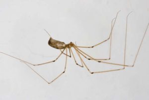 Up-side down photo of a Long-Bodied Cellar Spider