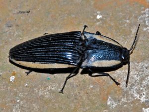 Click Beetle on a floor