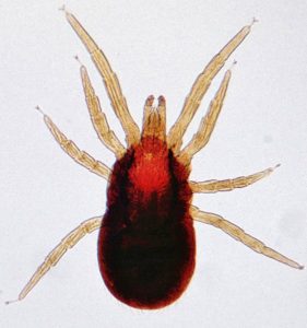 Microscope image of a bird mite