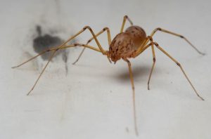 Spider on a white background