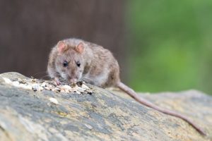 Brown rat feeding on a thick branch