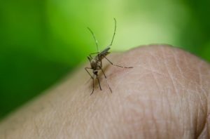 Mosquito on a person's hand