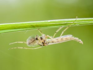 Mosquito hanging upside down on a blade of grass