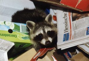 A raccoon in the attic digs through trash to find food