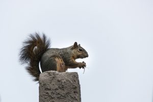 Grey Squirrel perched on a stone