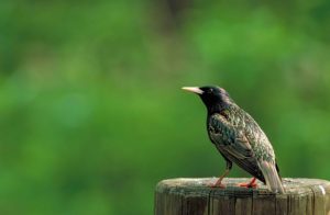 Buckeye Wildlife Solutions - Bird Removal & Control Services: A European Starling on a Wooden Post.