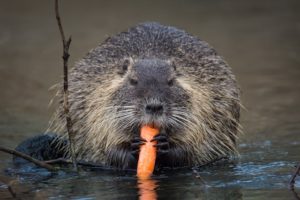 Muskrat Removal & Pest Control Services - Columbus, OH: A Muskrat Feeds in a Pond Near Columbus, Ohio