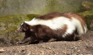 Get Rid of Skunks - Columbus, OH | Skunk Mating Season: A female skunk invades a Columbus, Ohio property. Call (844) 544-9453 for removal.