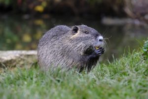 Muskrat Removal & Pest Control Services - Columbus, OH: A Muskrat Feeds in a Columbus Yard