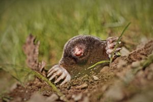 Get Rid of Moles in Dublin & Powell, Ohio - A mole digging up through a homeowner's lawn