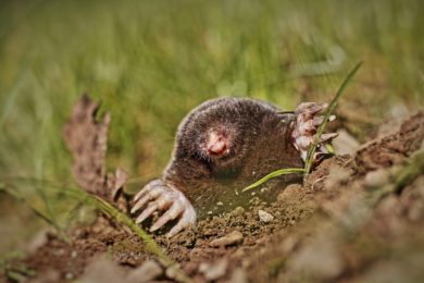 Get Rid of Moles in Columbus, Ohio - A mole digging up through a Columbus, OH homeowner's lawn