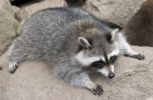 Columbus, Ohio Raccoons: A raccoon laying on a rock in Columbus, OH