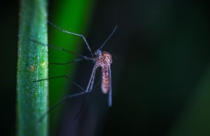 Get Rid of Mosquitoes in Columbus, OH - A Mosquito on a Blade of Grass in Columbus, Ohio