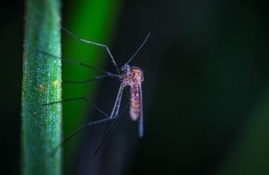 Get Rid of Mosquitoes in Columbus, OH | Mosquito Removal Services. A mosquito on a plant stem in Columbus, Ohio.