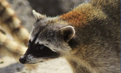 Get Rid of Raccoons During Maternity Season - Columbus, OH. A raccoon in Columbus, Ohio