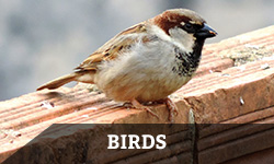 A red wood pecker sits perched on top of a branch with "bird" layered overtop