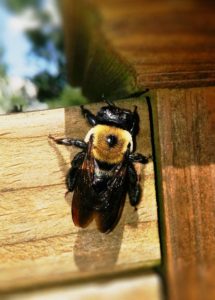 Remove Bees from Your Property | Columbus, OH Carpenter Bee Removal