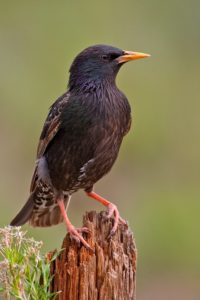 A european starling perched on top of a worn fencepost in Columbus, OH.