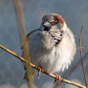 A house sparrow perched on a tree branch on a Columbus residential property.