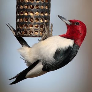 A red-headed woodpecker at a bird feeder on a Columbus, Ohio residential property.
