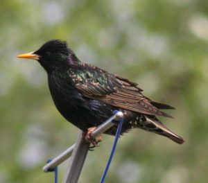The european starling is a common pest for Columbus bird removal services like Buckeye Wildlife Solutions.