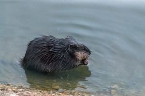 A muskrat on the bank of a Columbus river. | Columbus Muskrat Removal Service