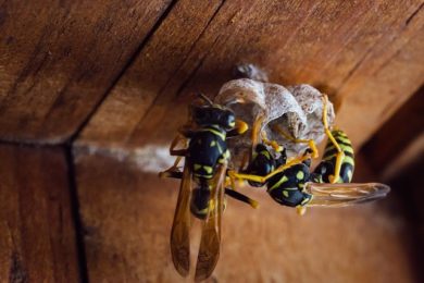 Yellowjackets building a nest in Columbus Ohio.