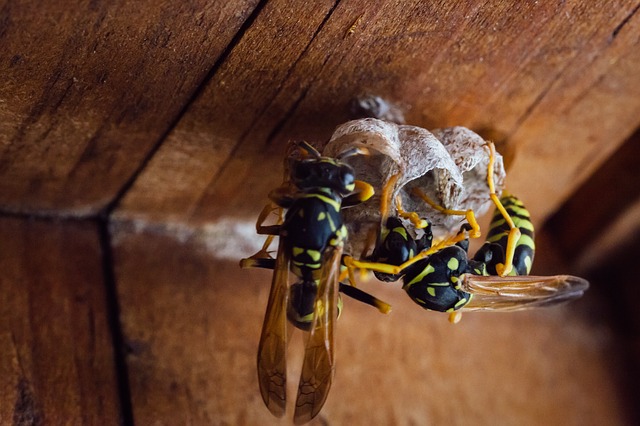 Yellowjacket Photo On The Pest Control Page: Yellowjackets building a nest in Columbus Ohio