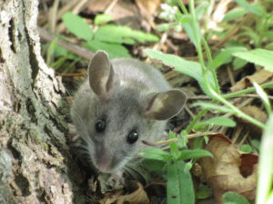 Deer Mouse in Columbus, Ohio