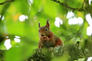 A squirrel perched in a tree in Columbus, Ohio.