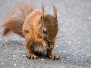 A squirrel feeding in the streets of Columbus, Ohio.