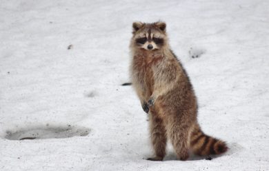 Racoon Removal Service - Columbus, OH. A racoon in Columbus during breeding season.